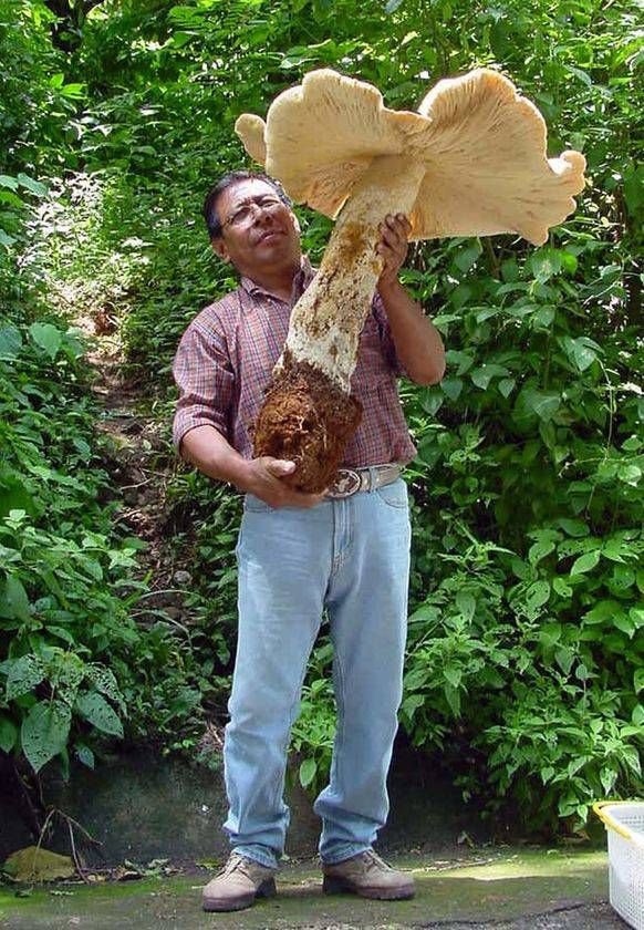 brooke burmeister recommends huge mushroom head pic