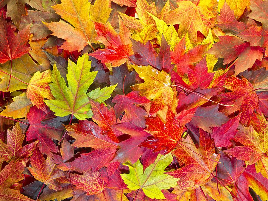 banafsheh bahari recommends colors of autumn porn pic