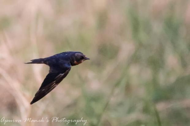 anthony storck recommends Amateur Swallows