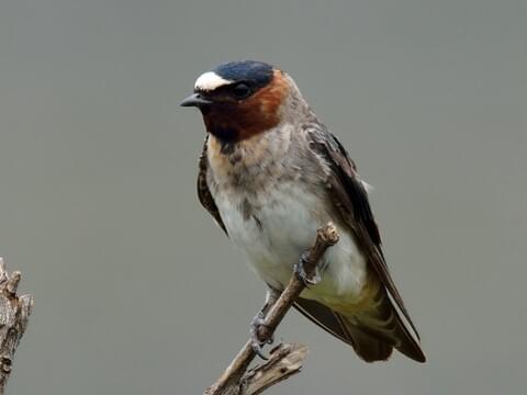 christine claus recommends Road Head Swallow