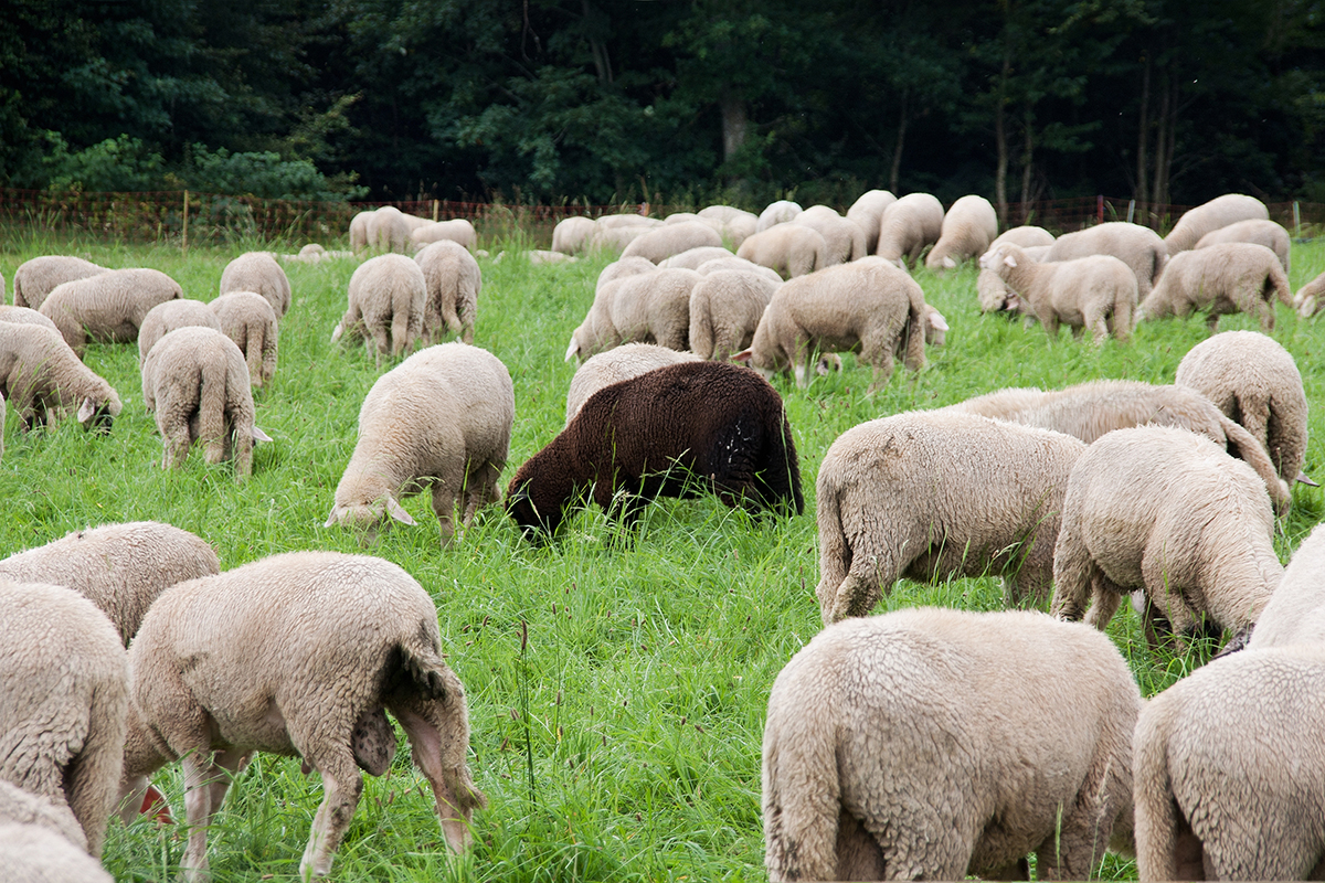 bill redell recommends sheep porn pic