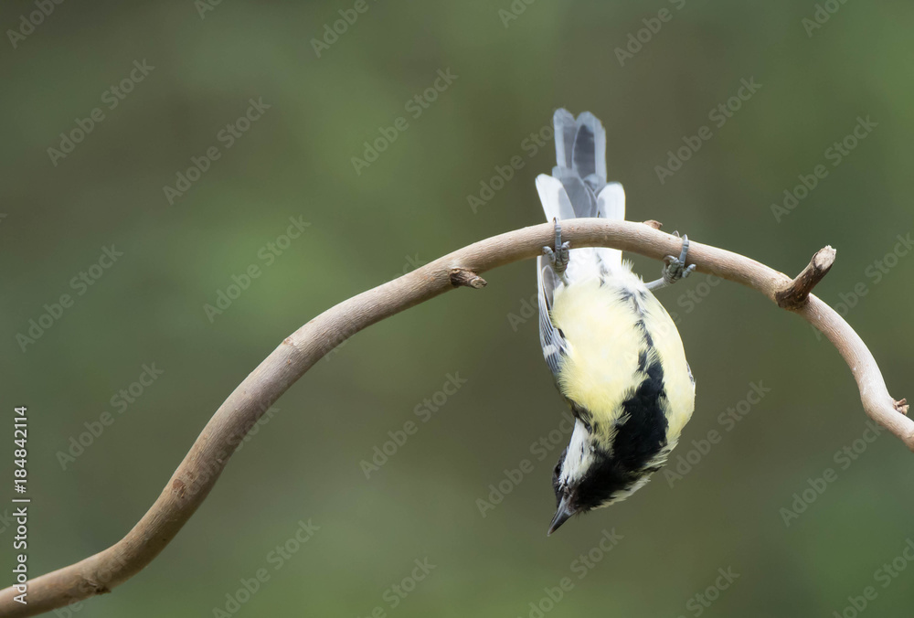 tit hanging