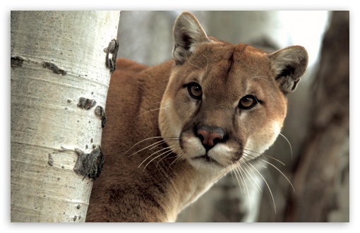 corey shultz recommends Cougar Hd