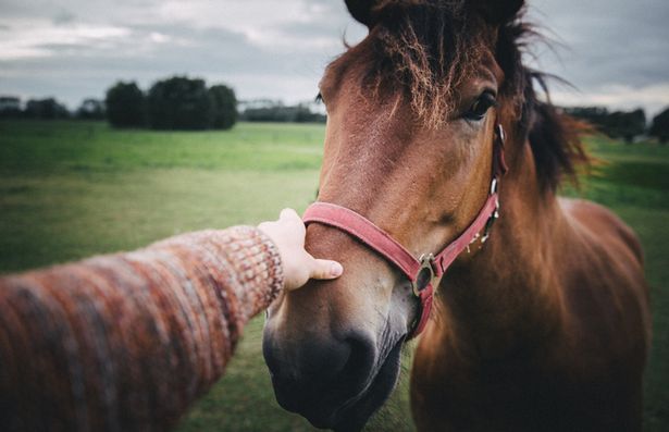 bien landicho recommends masturbating stallion pic