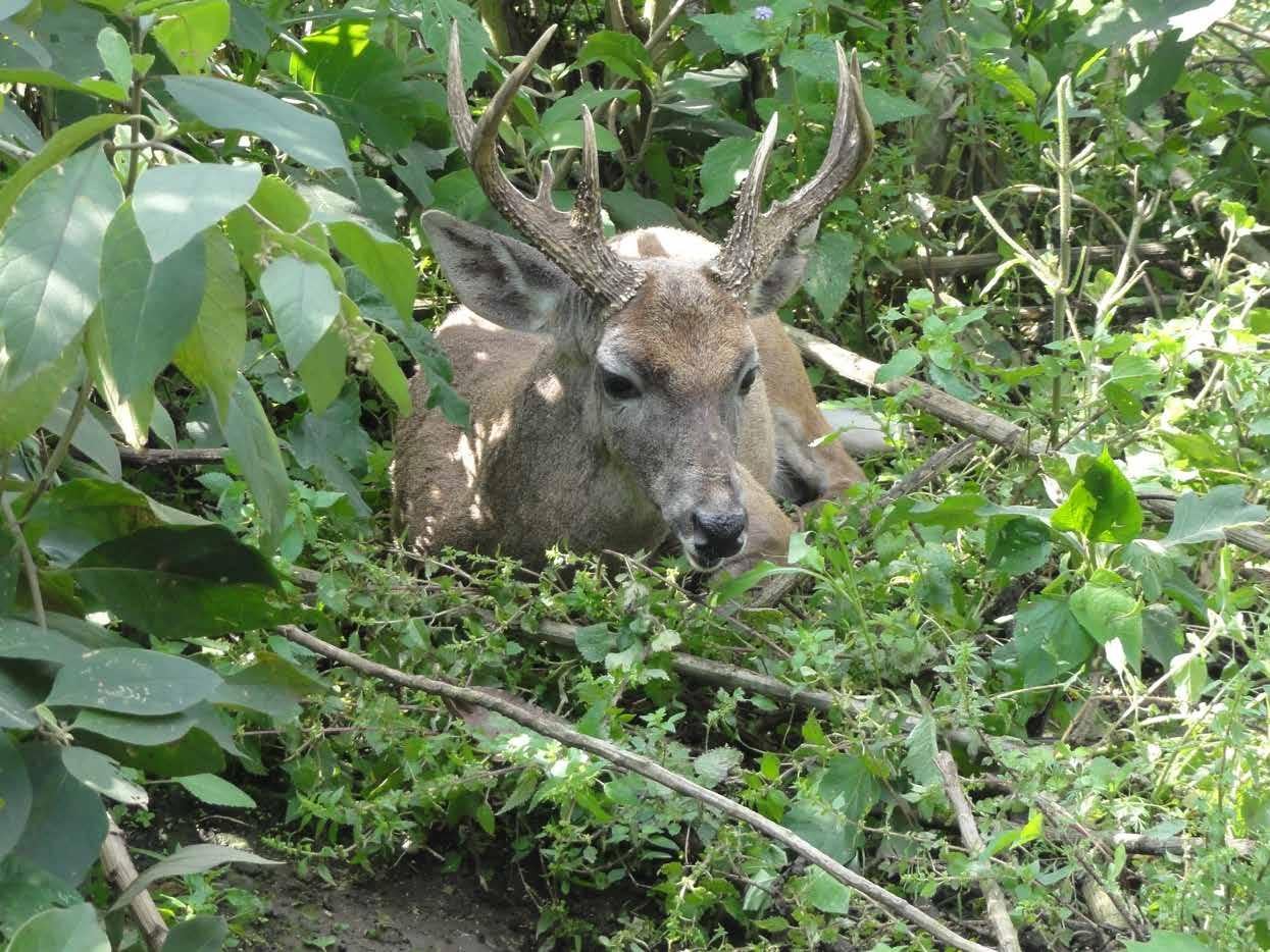 ahmad dmoor recommends Korean Bj Deer