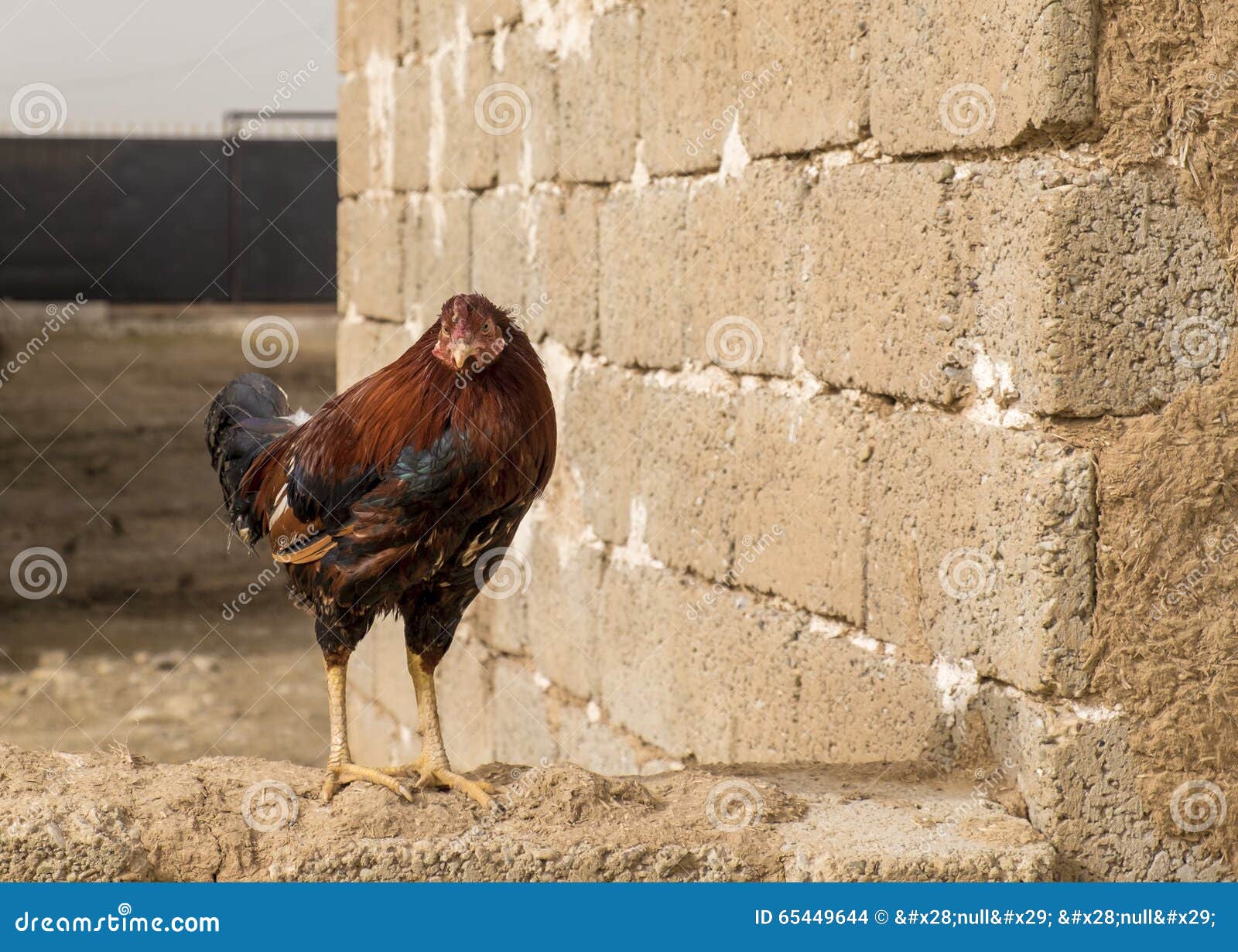 alex robocop murphy recommends iraqi cock pic