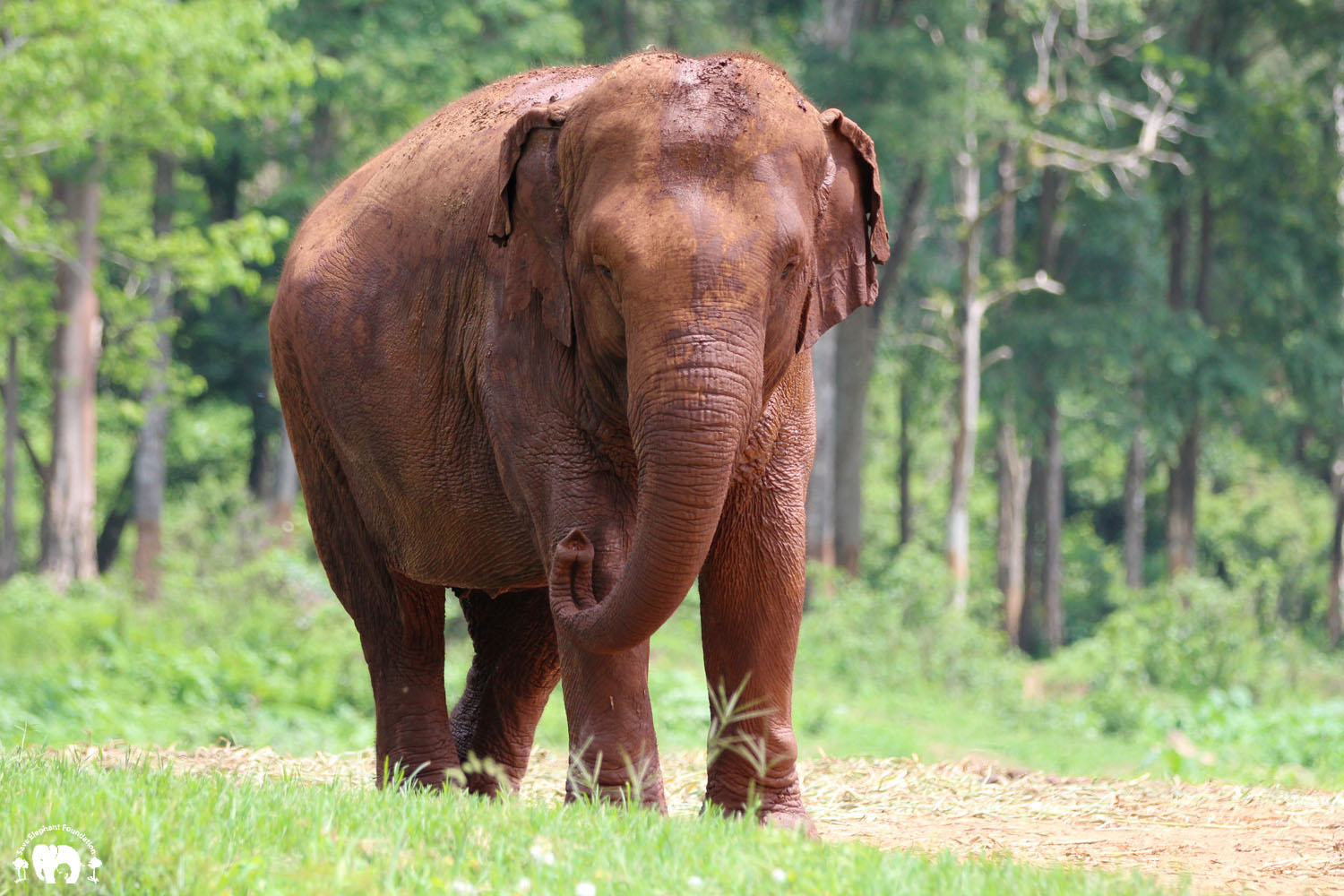 bob stainbrook recommends elephant porn pic