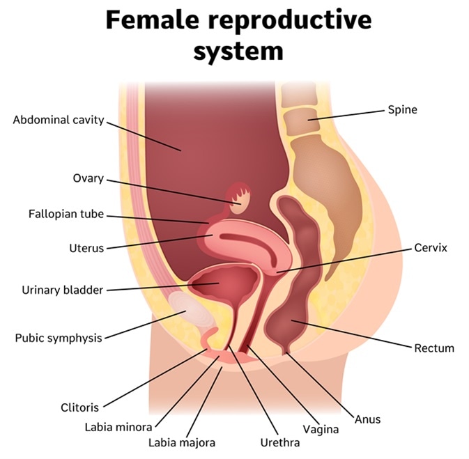 large asian labia