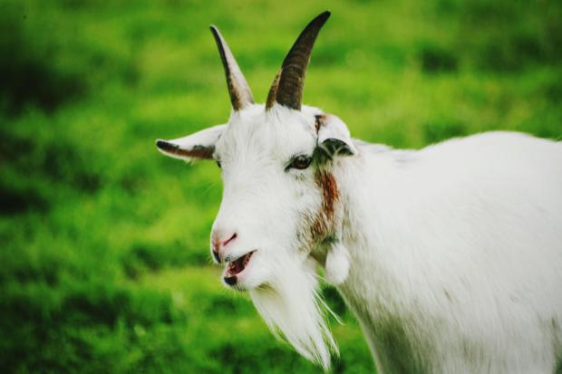 christopher robillard recommends porn with goat pic