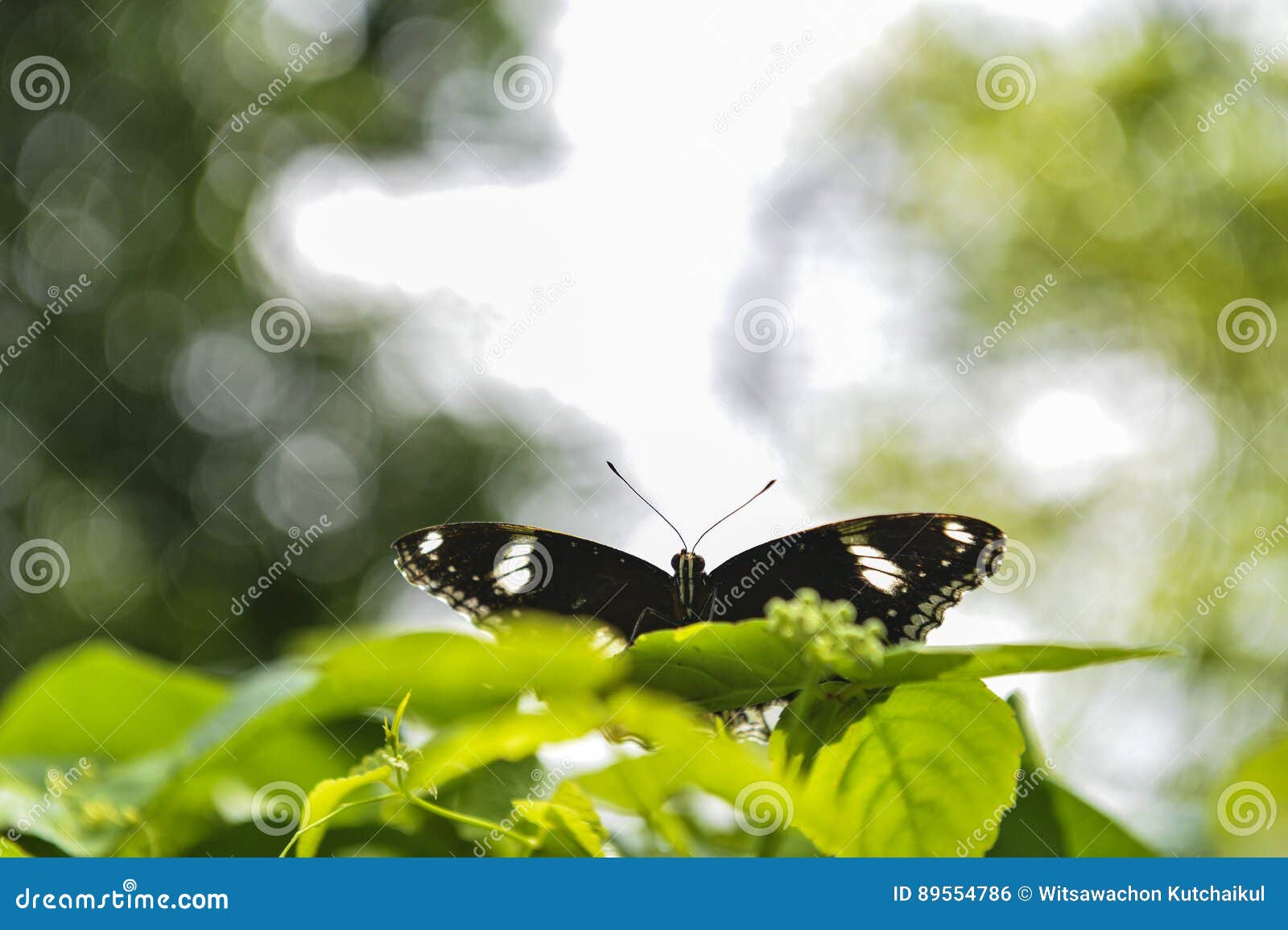 skyy black and butterfly