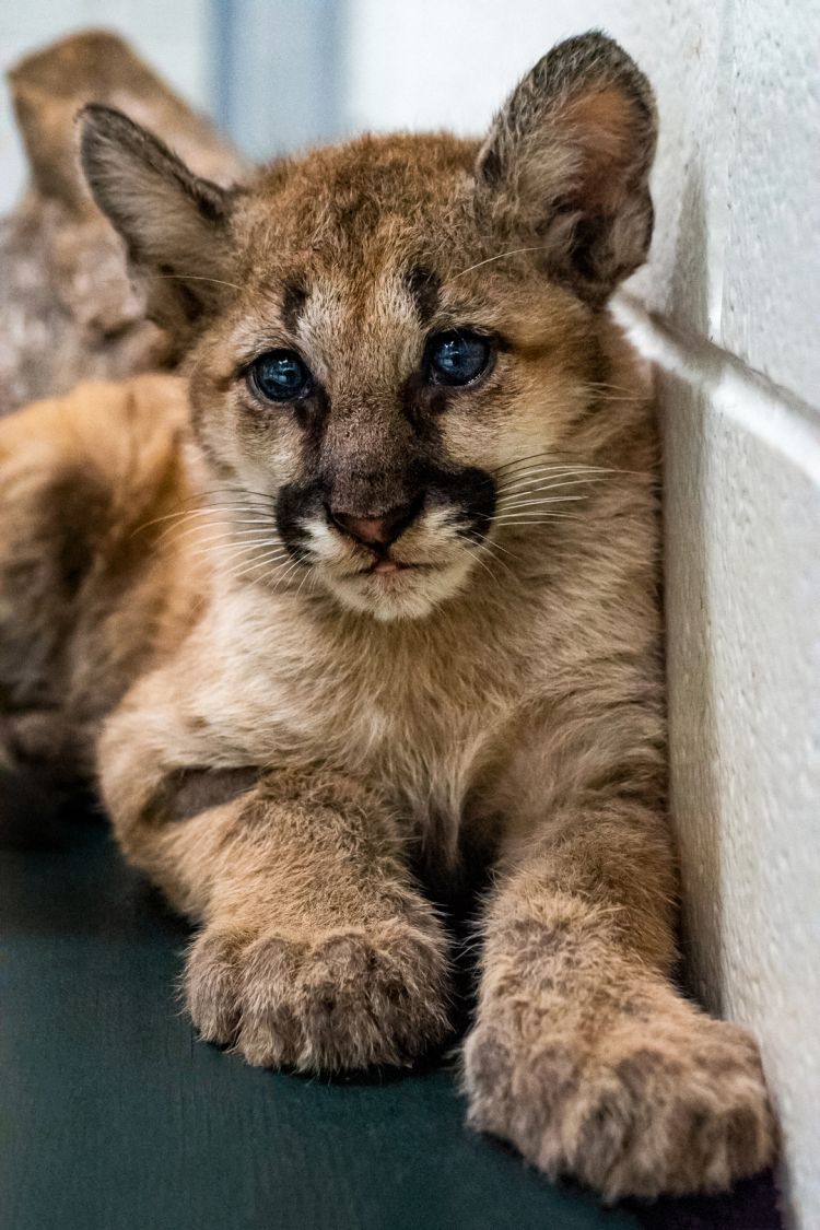 bella gaunt add hispanic cougar photo