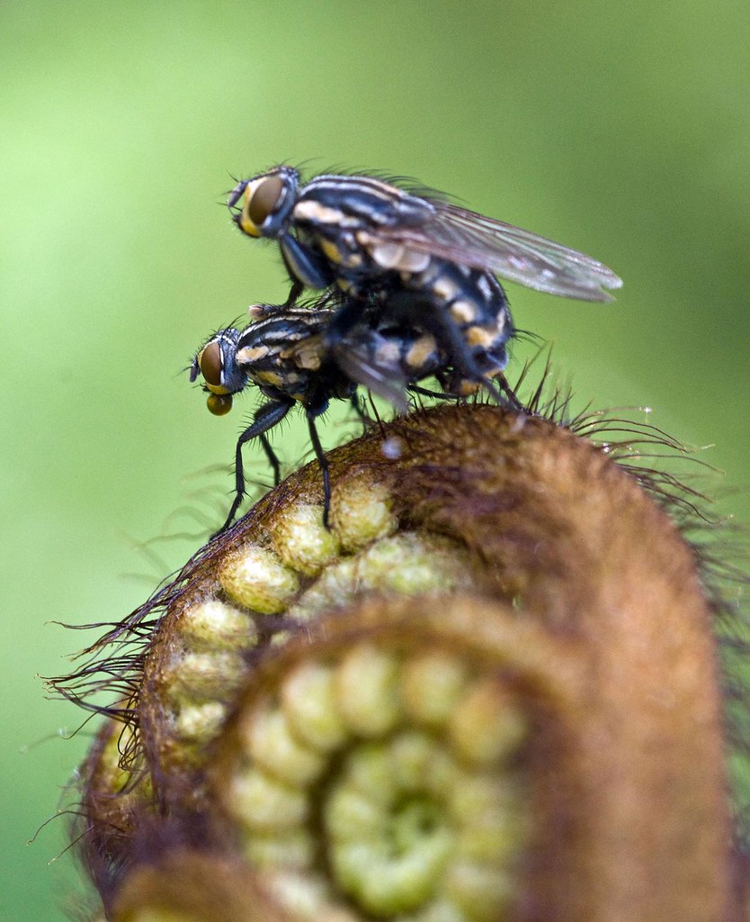 fly porn