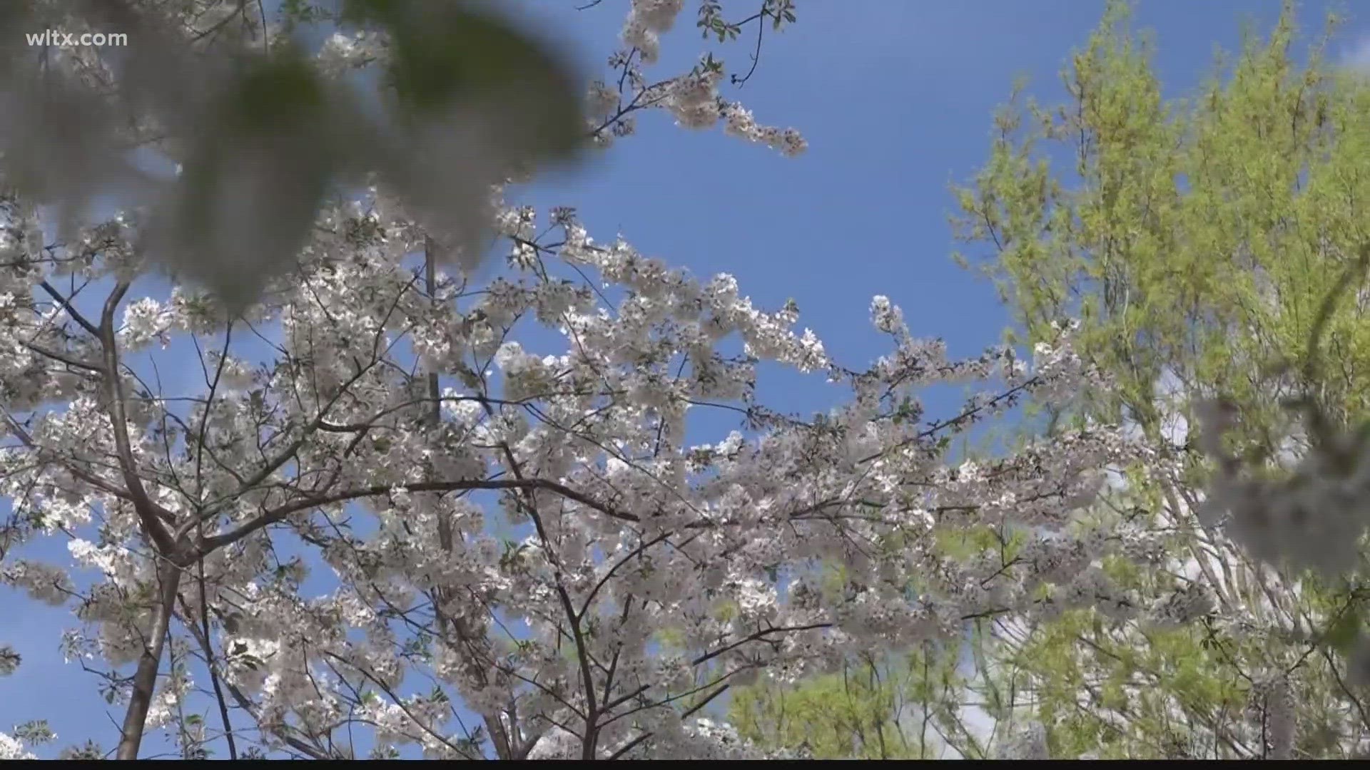 briana vaughan recommends spring blossom porn pic