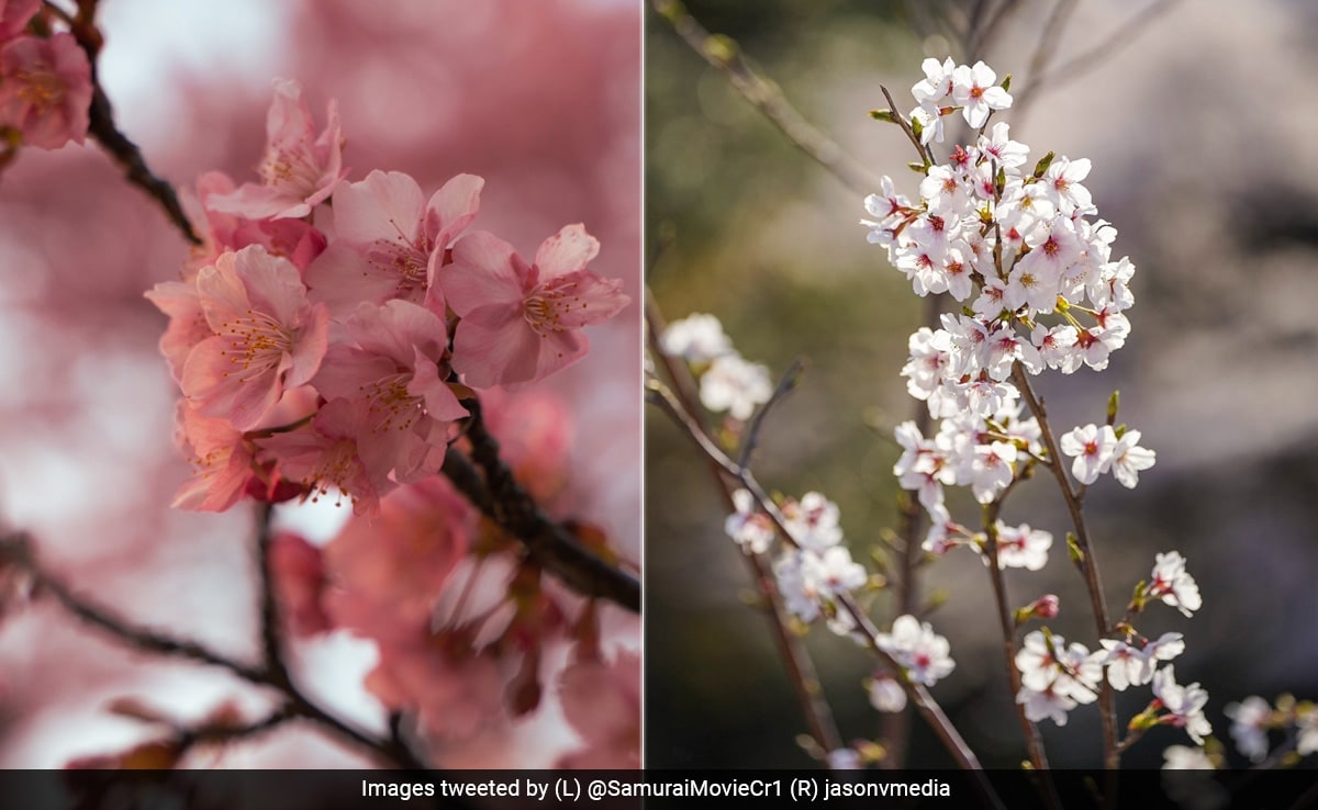 annette labrie recommends spring blossom porn pic