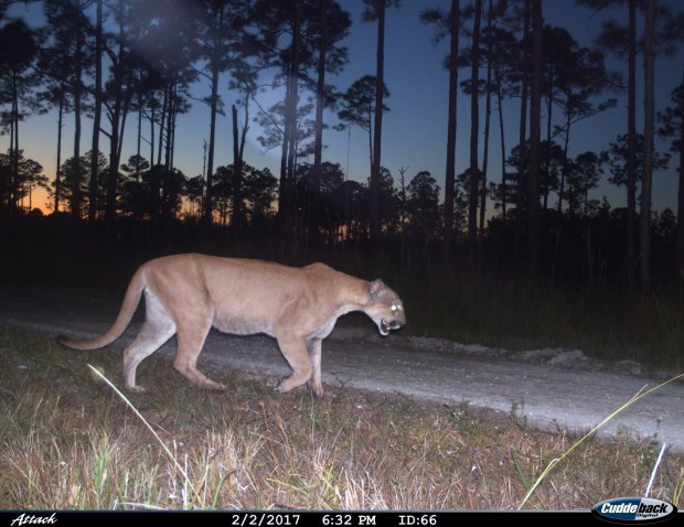 brian slye recommends cougar hidden cam pic