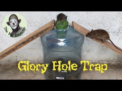 dale living recommends trap glory hole pic