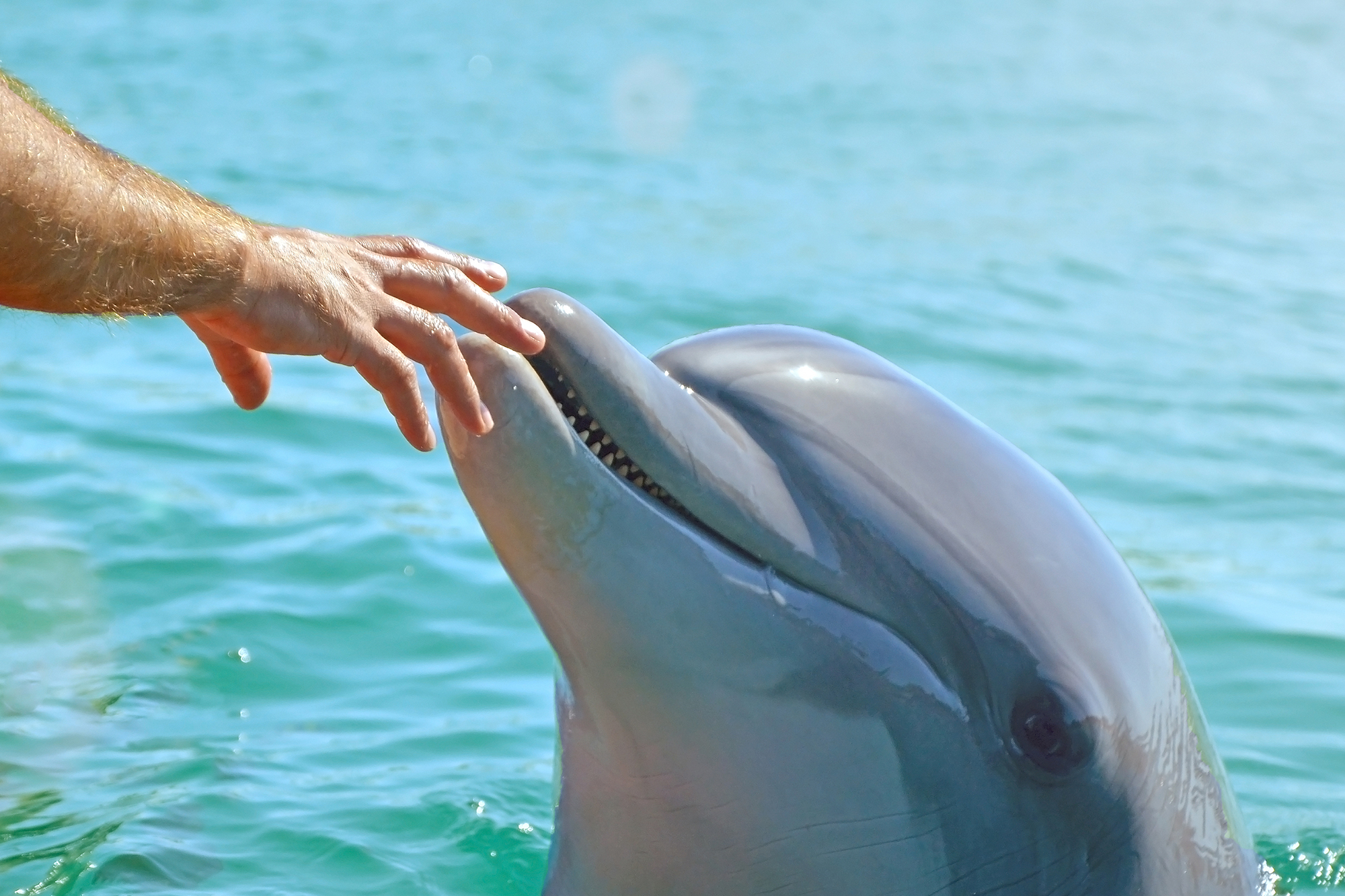 christopher coulter share dolphin and human porn photos