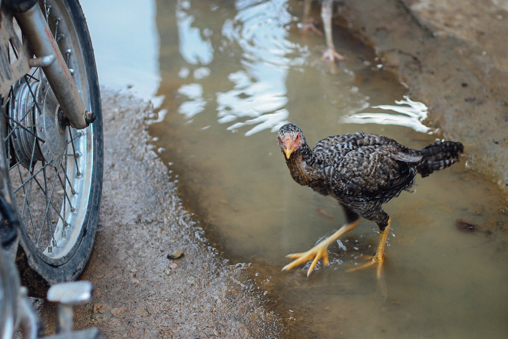 chad delong add fowl fowl porn photo