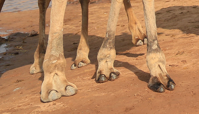 brian mannon recommends Camel Toes Hot