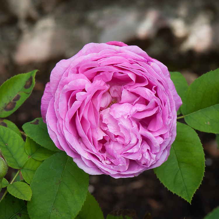 allison tibbs share rose lareine photos