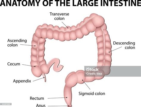 Best of Anal and swallowing