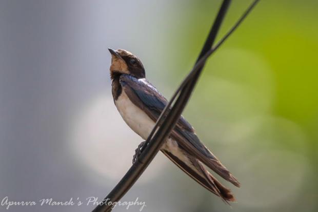 ali kellman add amateur swallows photo