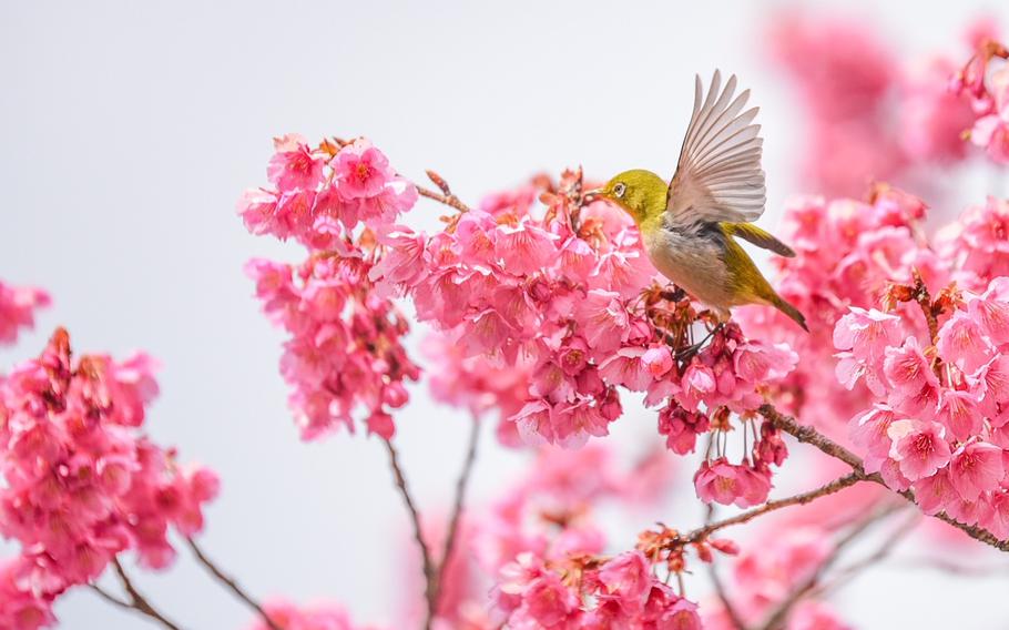 spring blossom porn