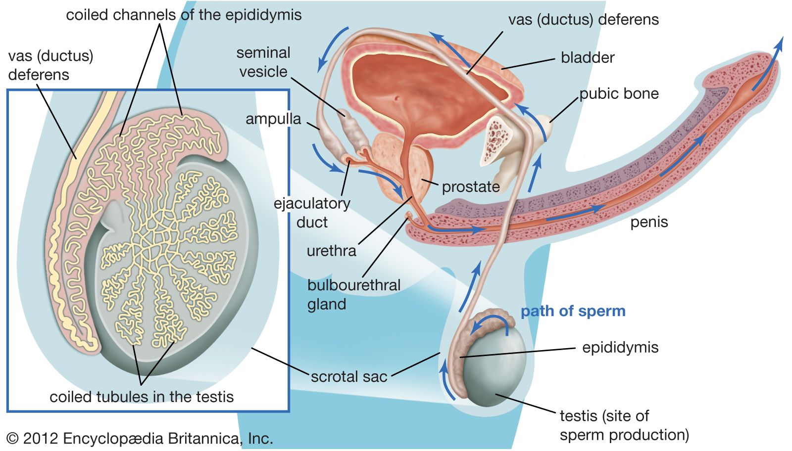 Best of Male erection pics