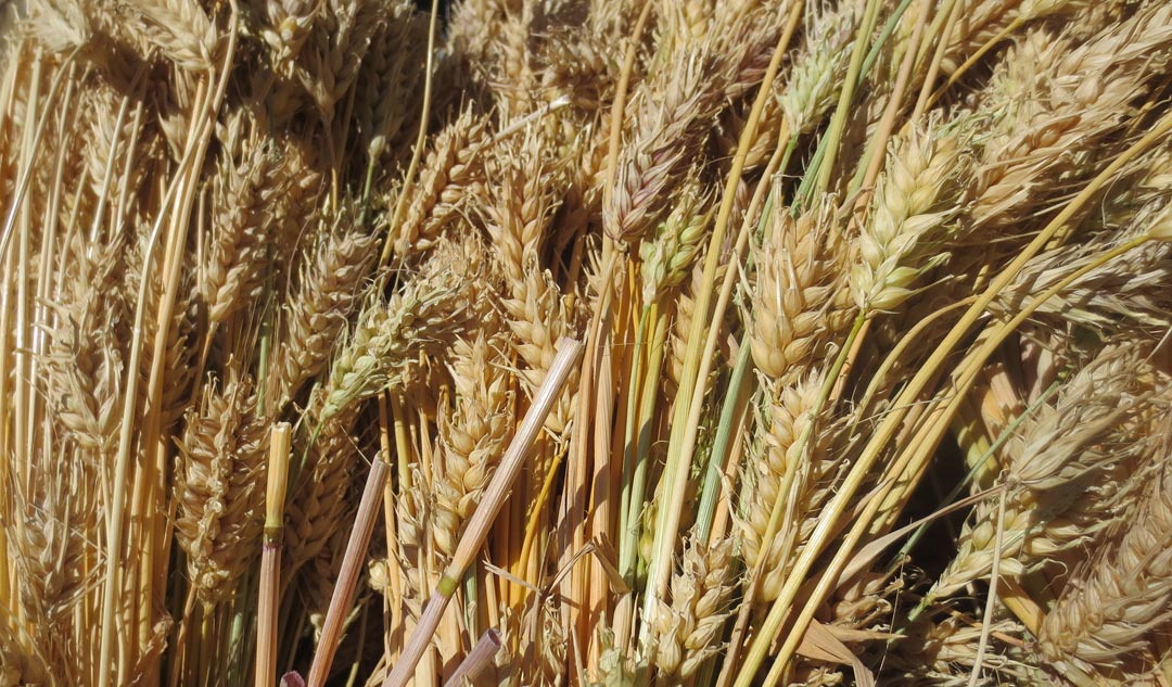 amaranth naked