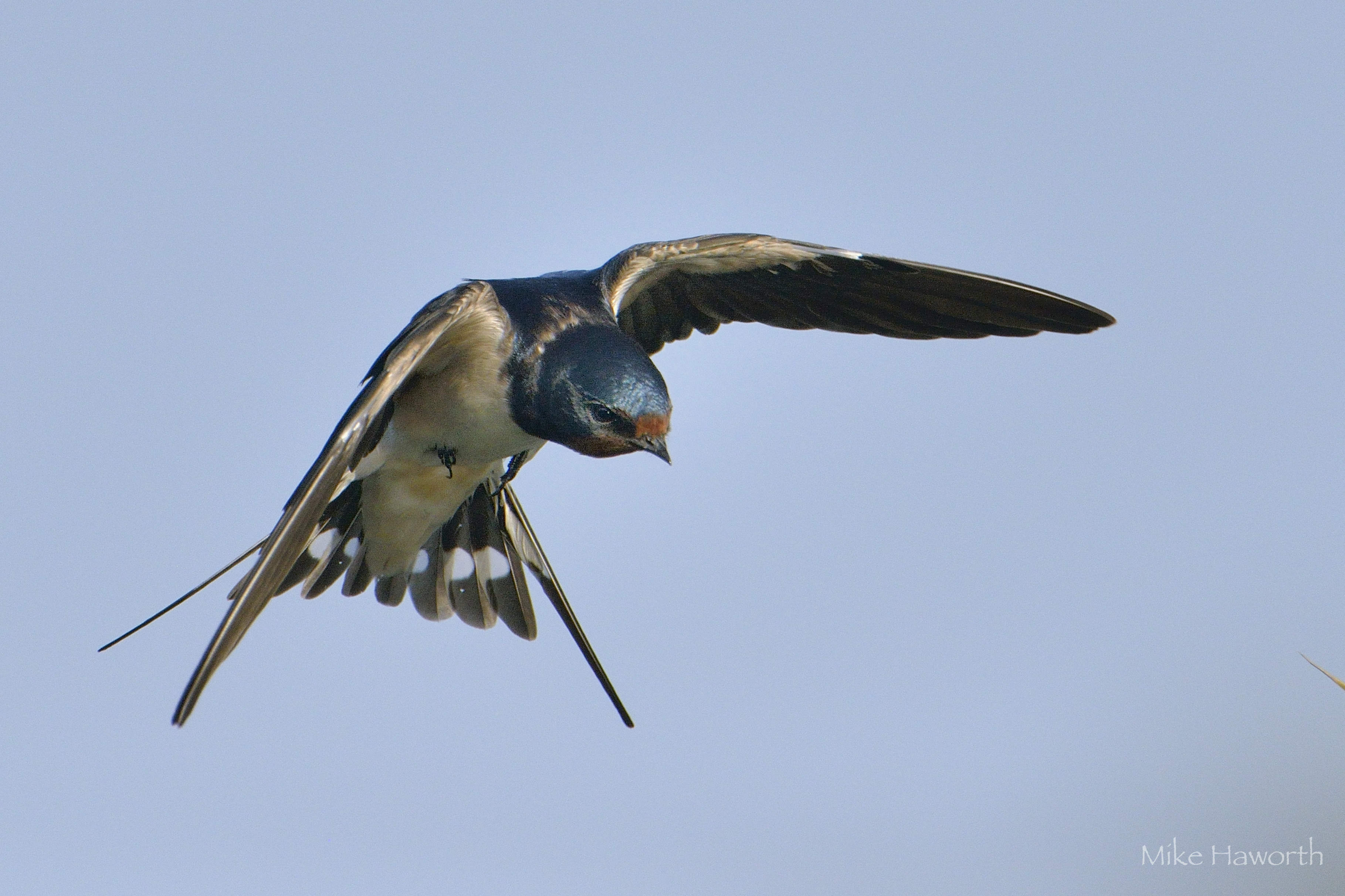 amateur swallows