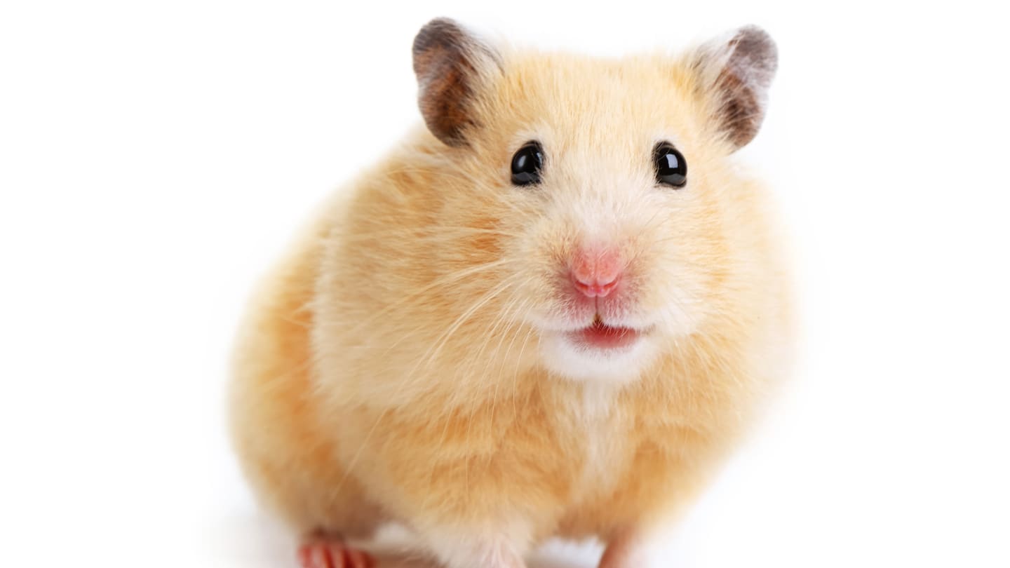 cheryl fields recommends Free Hamster Movies