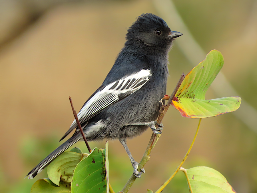 alberto paredes recommends massive black tit pics pic