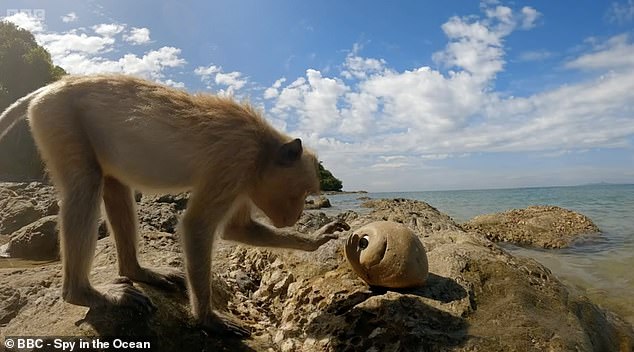 ahlam kaki recommends beach spycam pic