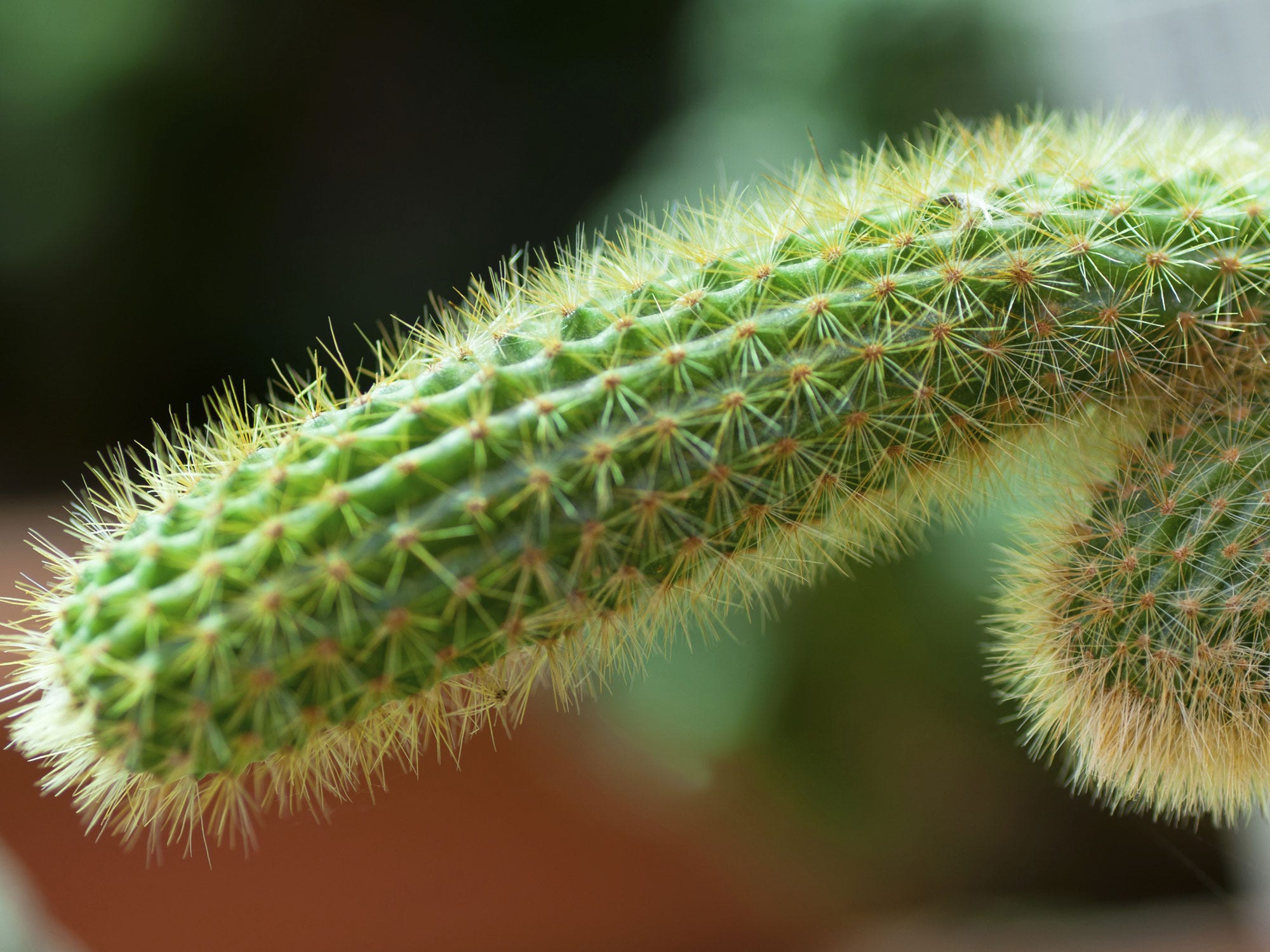 close up penises