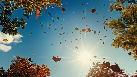 ari shapiro share colors of autumn porn photos