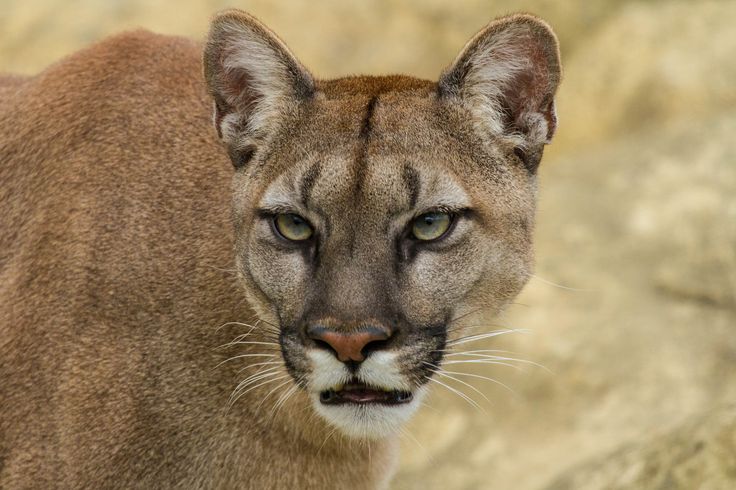 cougar hd