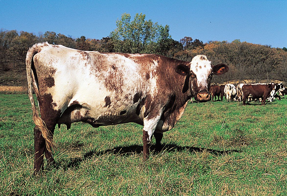 Best of Real milking table