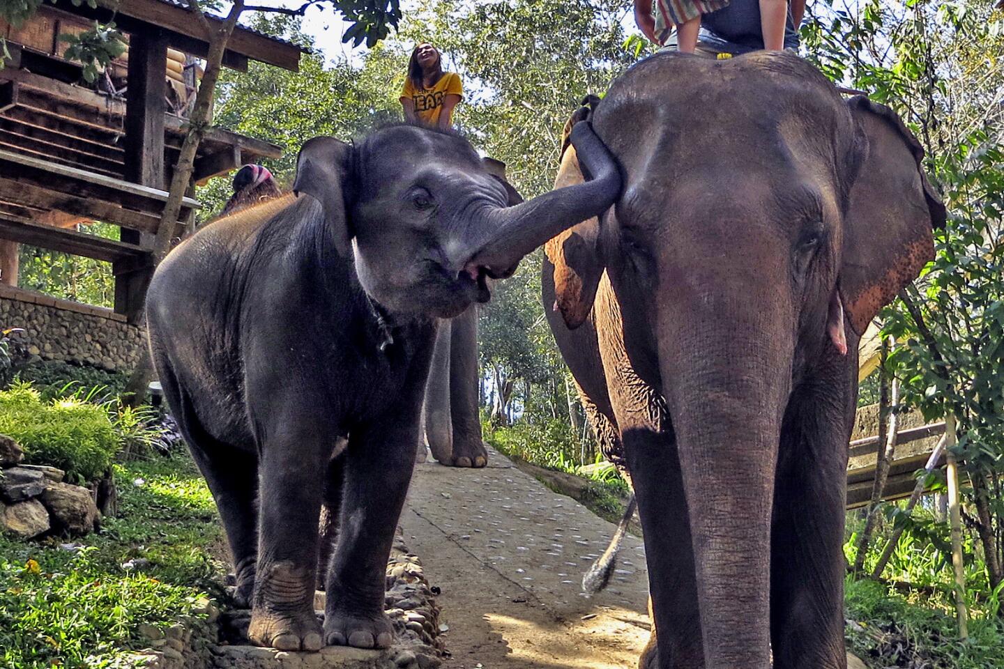 civil defense recommends Bareback In Thailand