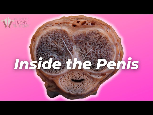 alex toon recommends live anal sex cams pic