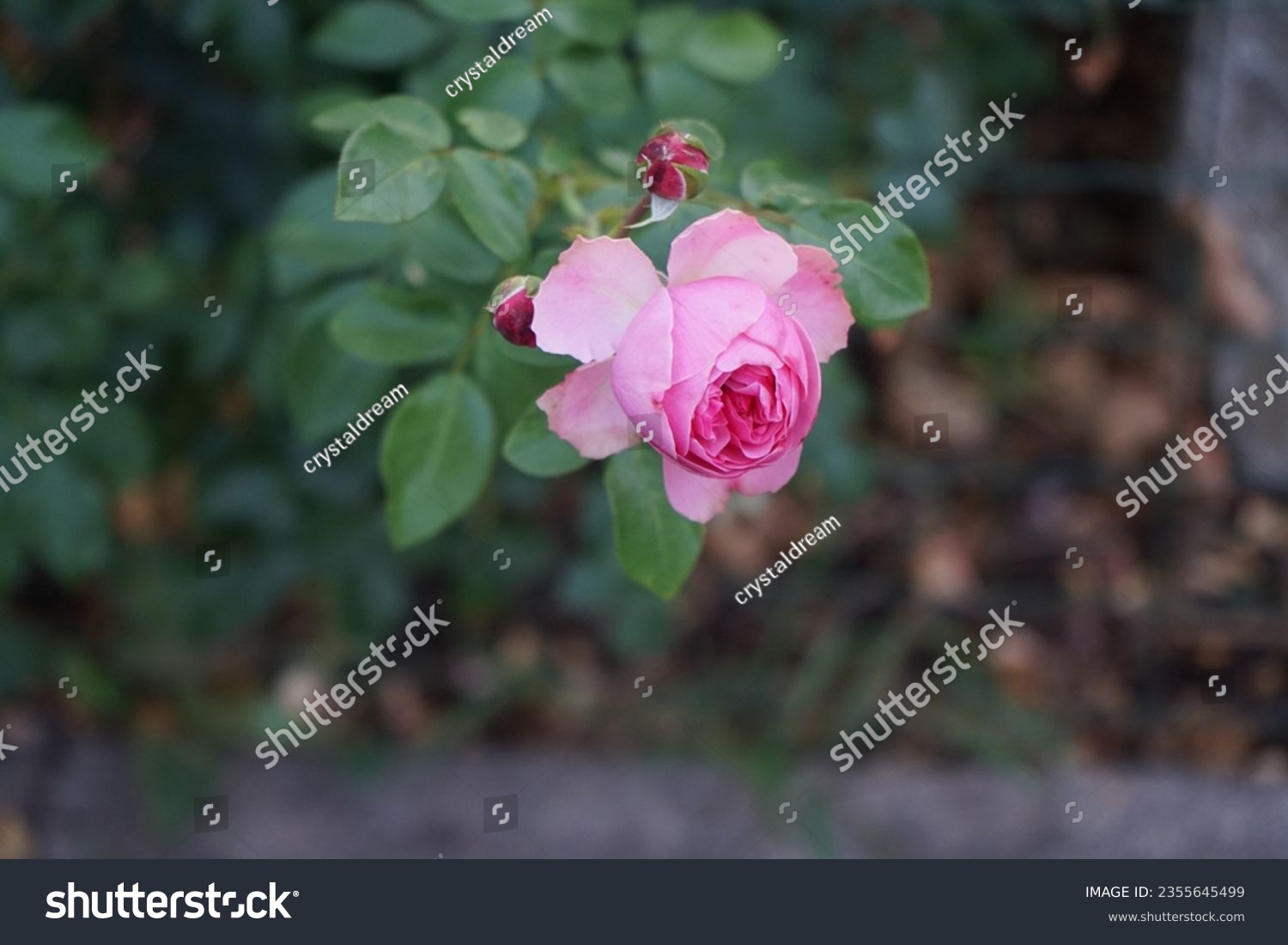 rose lareine