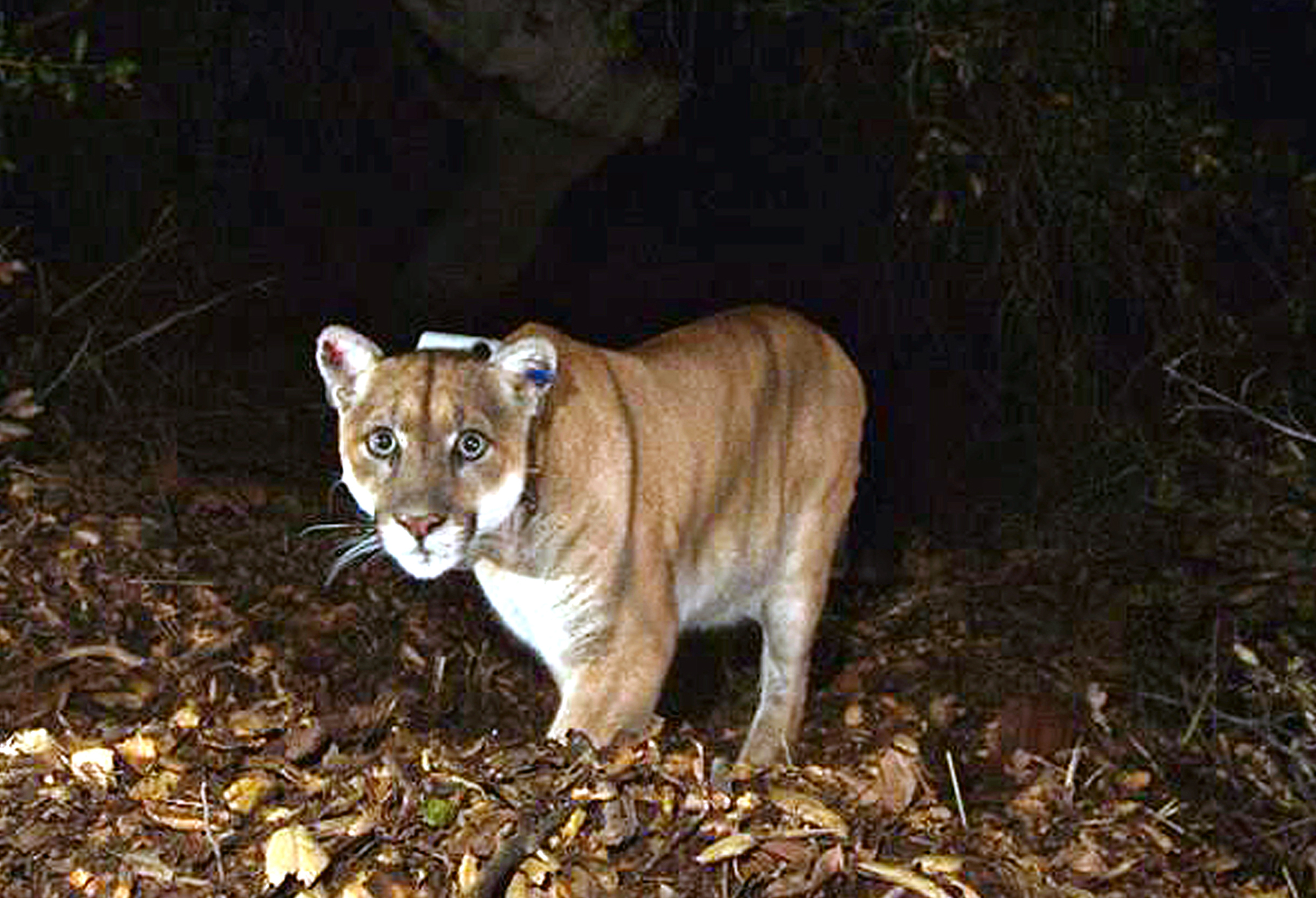 japan cougar