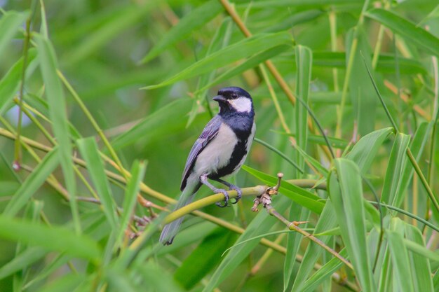 Jungle Tits bonn bonn