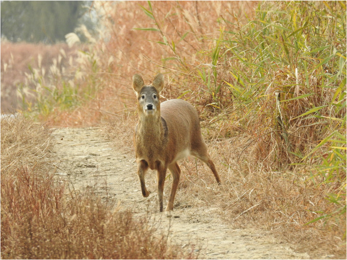 darrell poston recommends korean bj deer pic