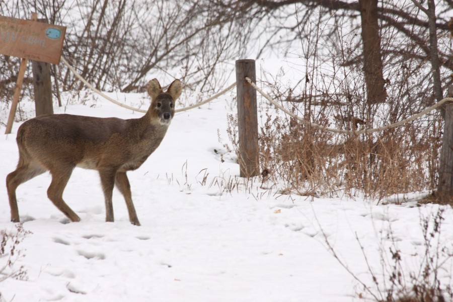 chris willberg recommends korean bj deer pic