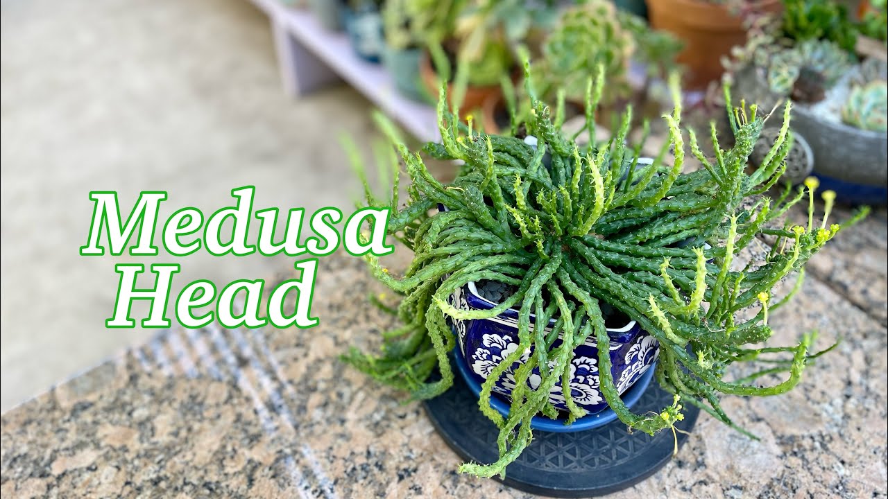 andrei west recommends Medusa Rayne