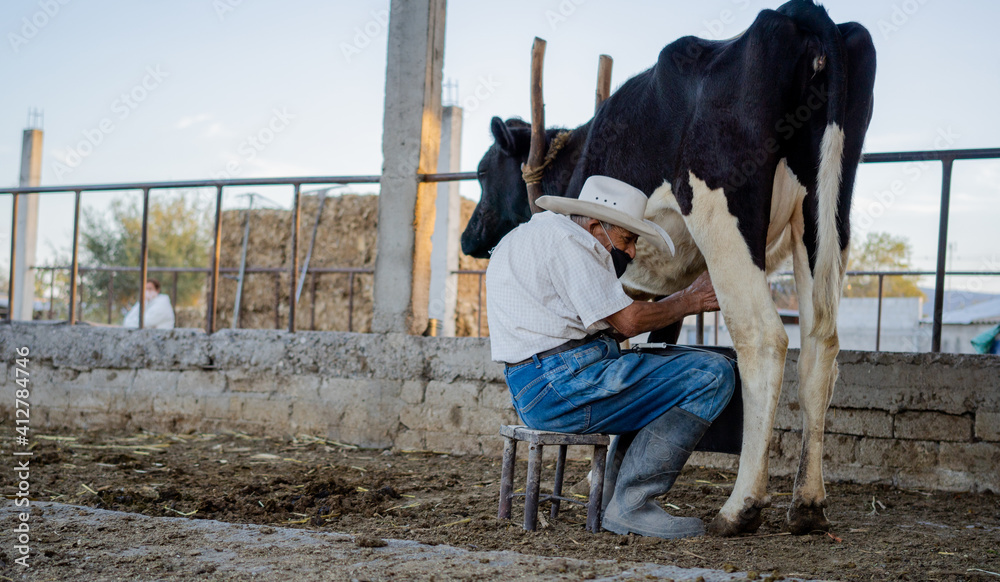 men getting milked