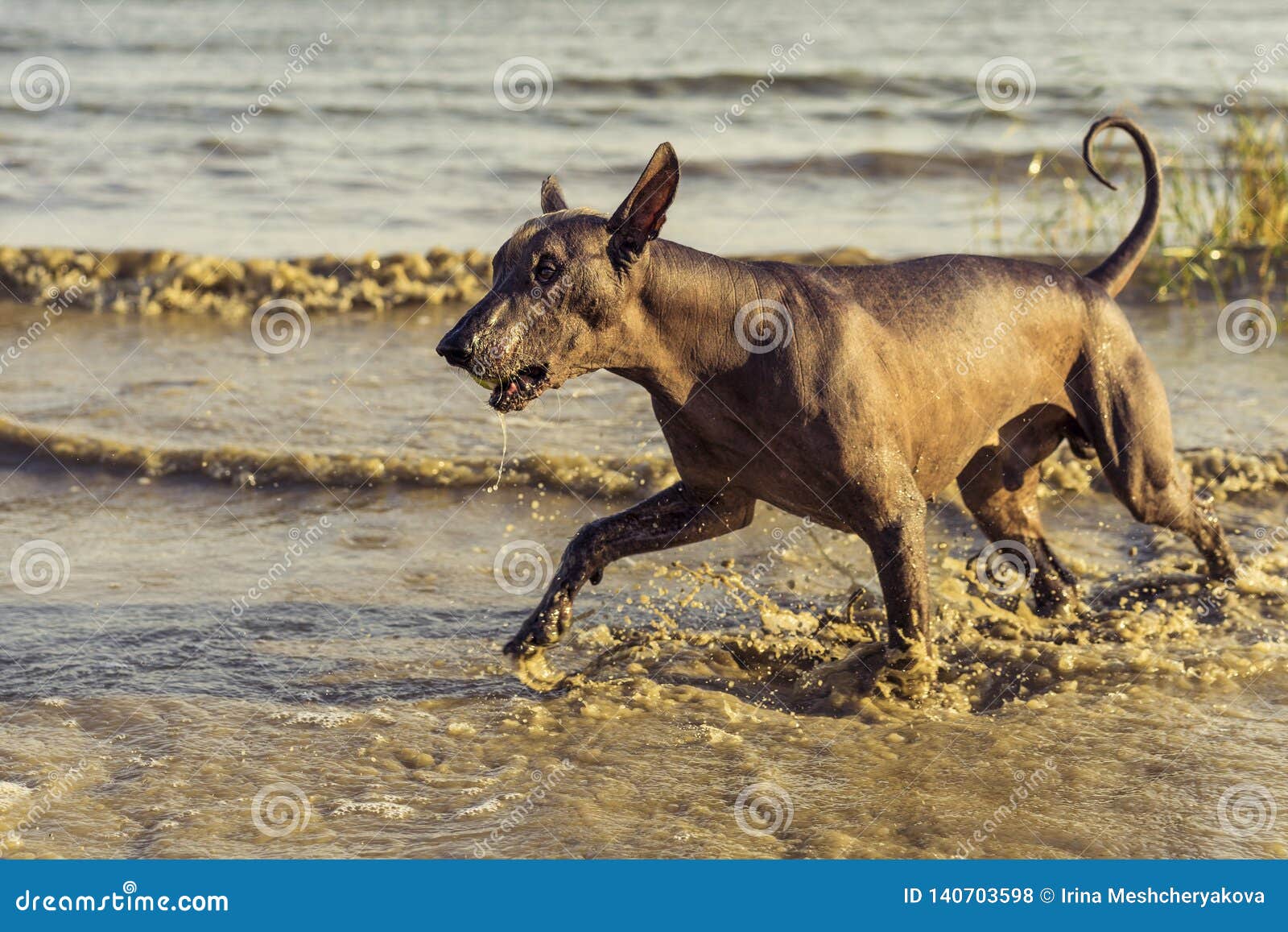 deb poirier add photo naked mexican beach