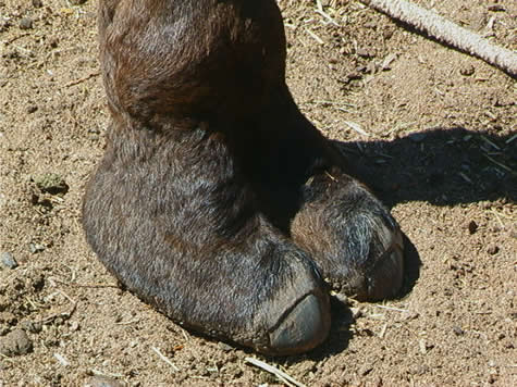 canan yuksel recommends nasty camel toe pic