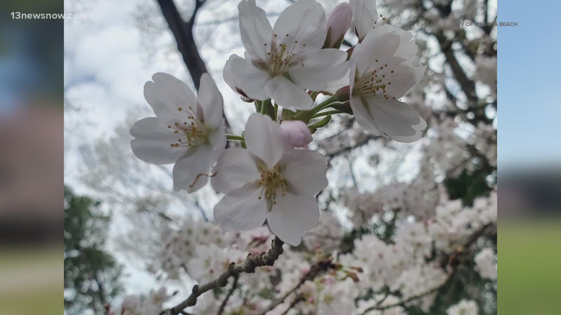 Spring Blossom Porn naked redheads