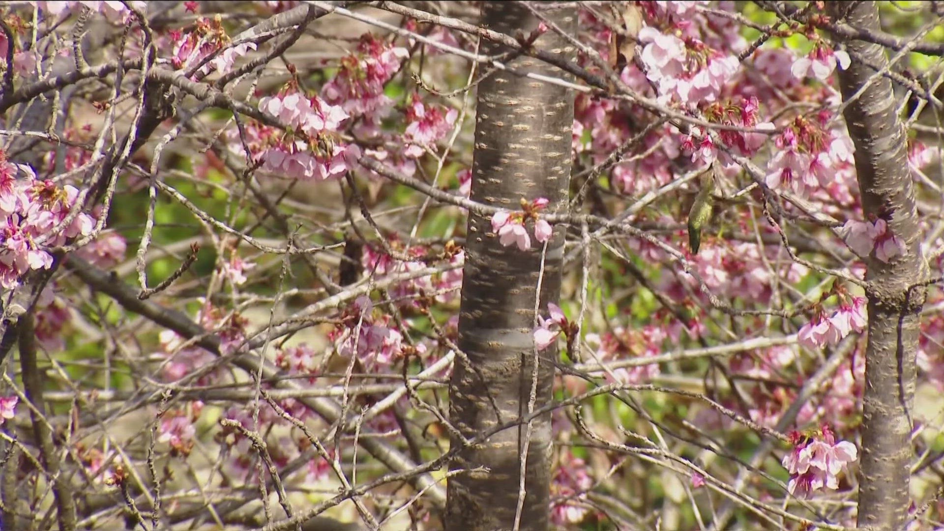 danny crookes add photo spring blossom porn